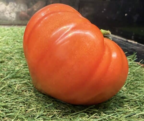 Graines de Tomate Petit Coeur de Boeuf Bio