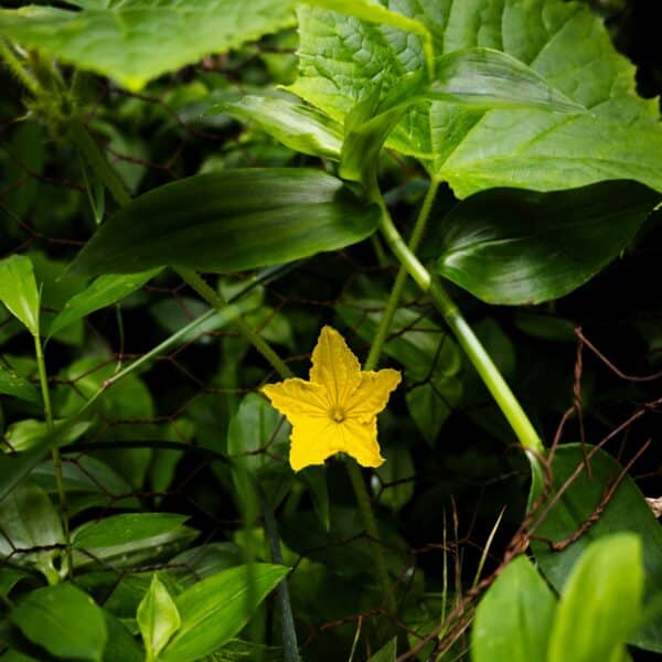 graine de concombre blanc long - graine de légumes fruits - mamahele
