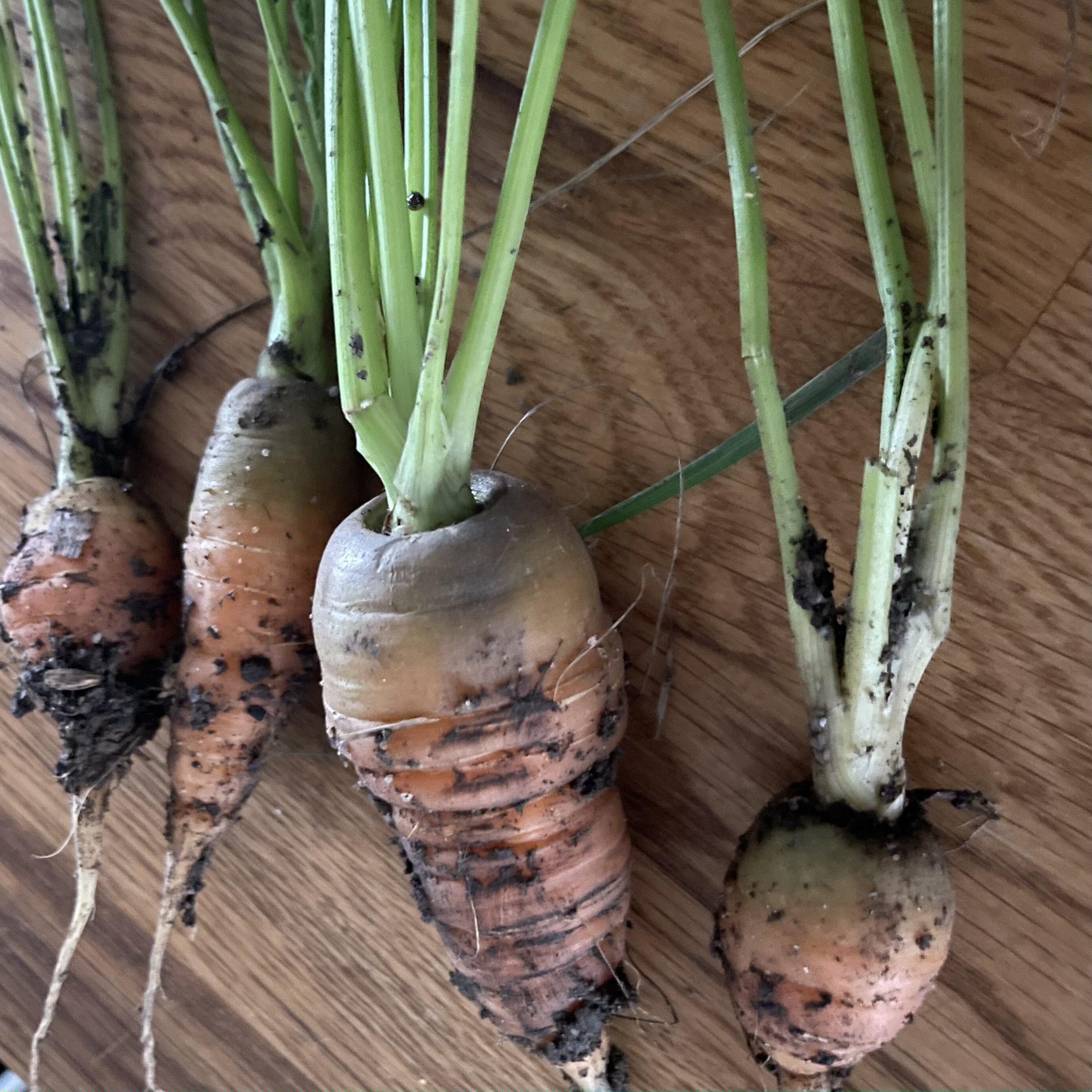 Graines de Carotte Chantenay à Coeur Rouge 2 Bio