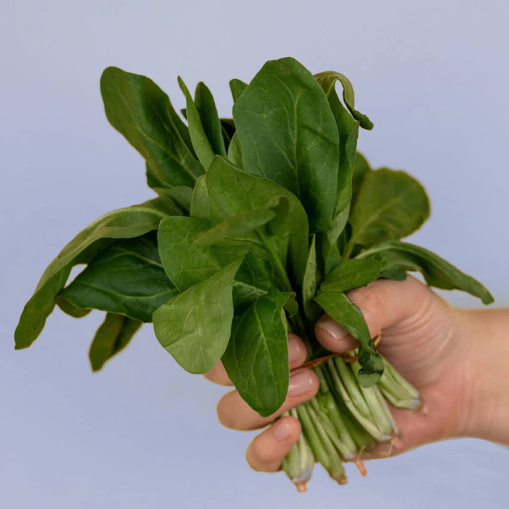 épinard géant d'hiver provenant de graines respectueuses de l'environnement et de votre santé.