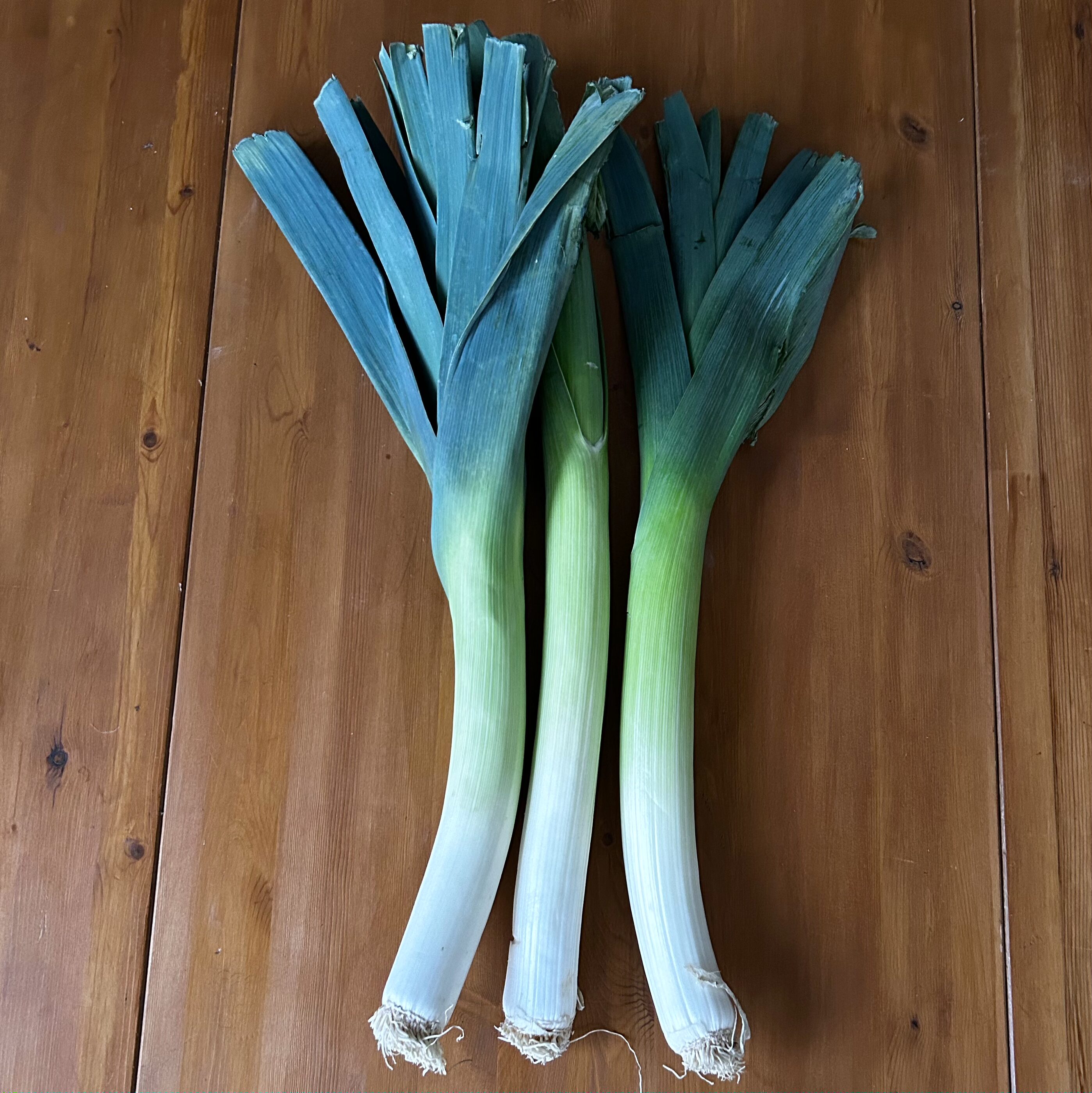 Graines de Poireau Jaune du Poitou