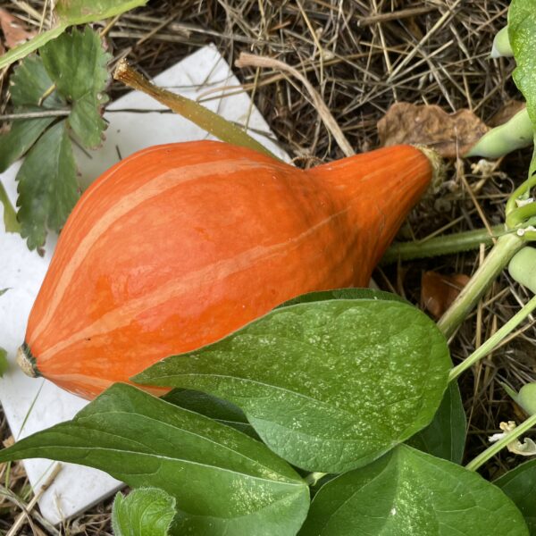 Graines de Potimarron à Gros Fruits Bio