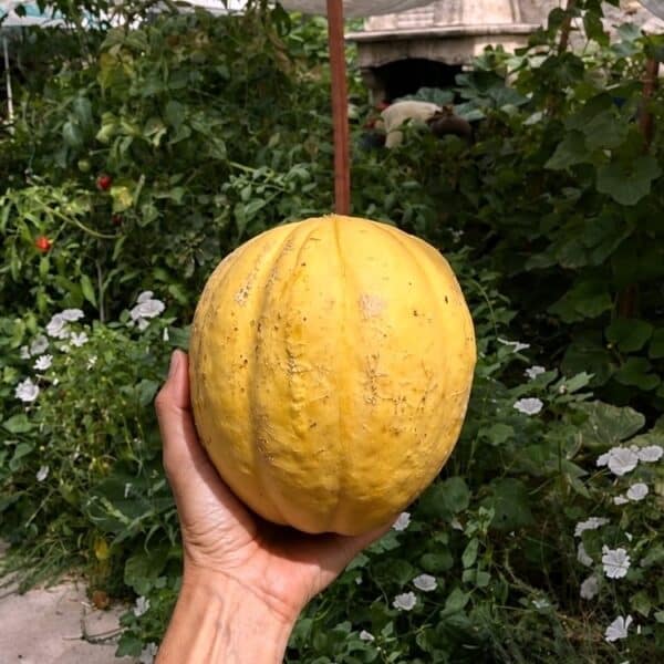 melon ancien provenant de graines respectueuses de l'environnement et de votre santé.