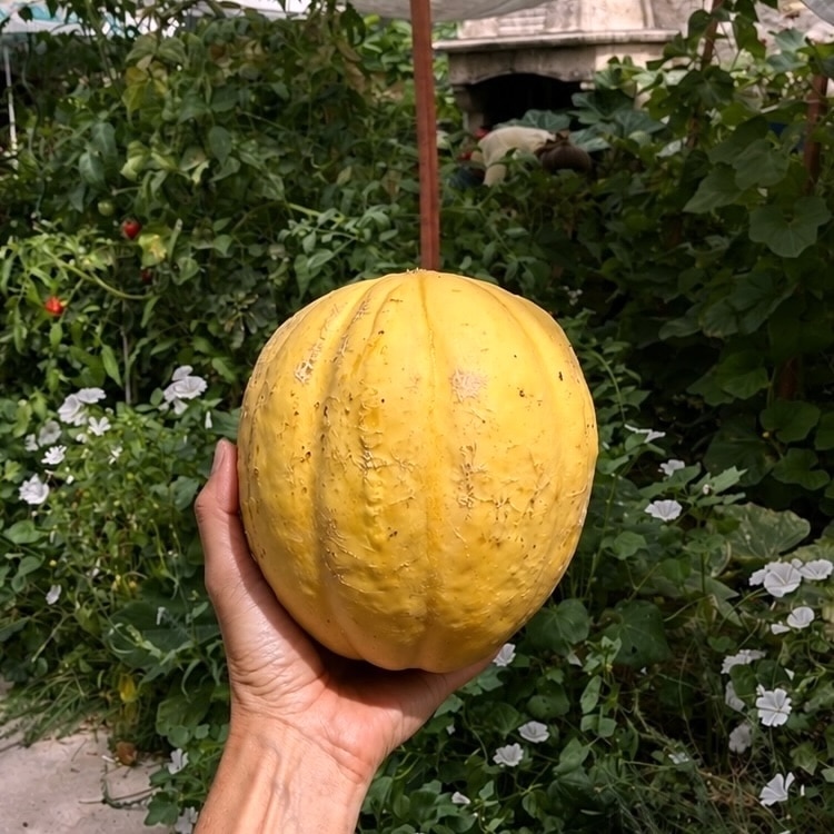 melon ancien provenant de graines respectueuses de l'environnement et de votre santé.
