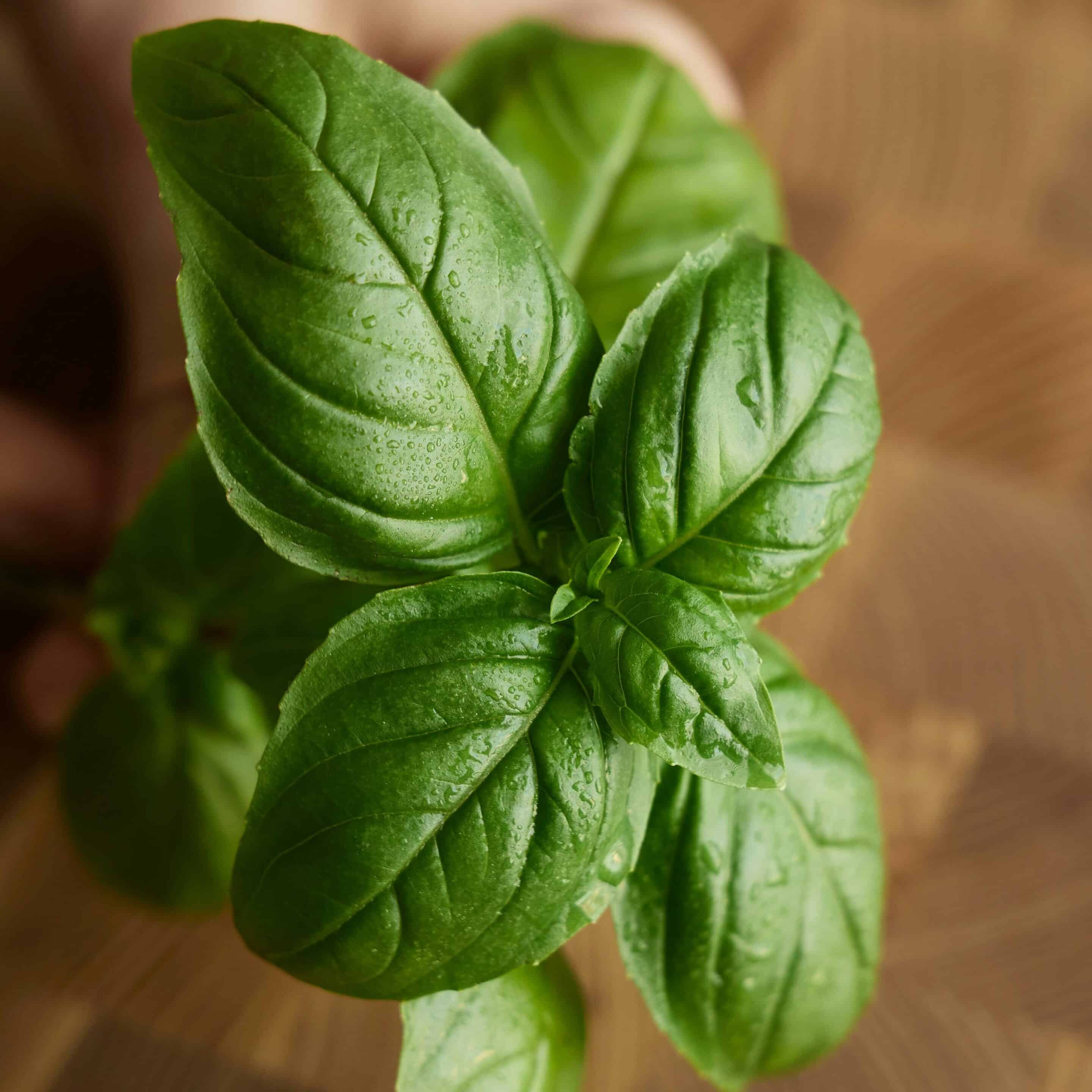 Graines de Basilic Genovese