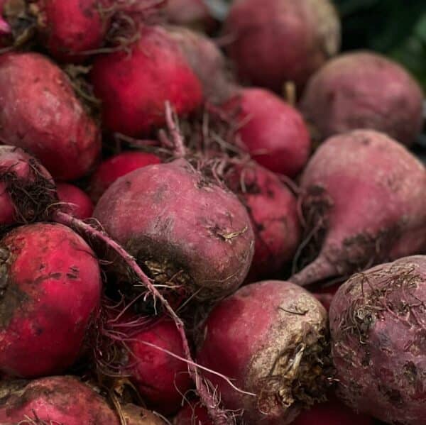 Graines de Betterave Robuschka Bio