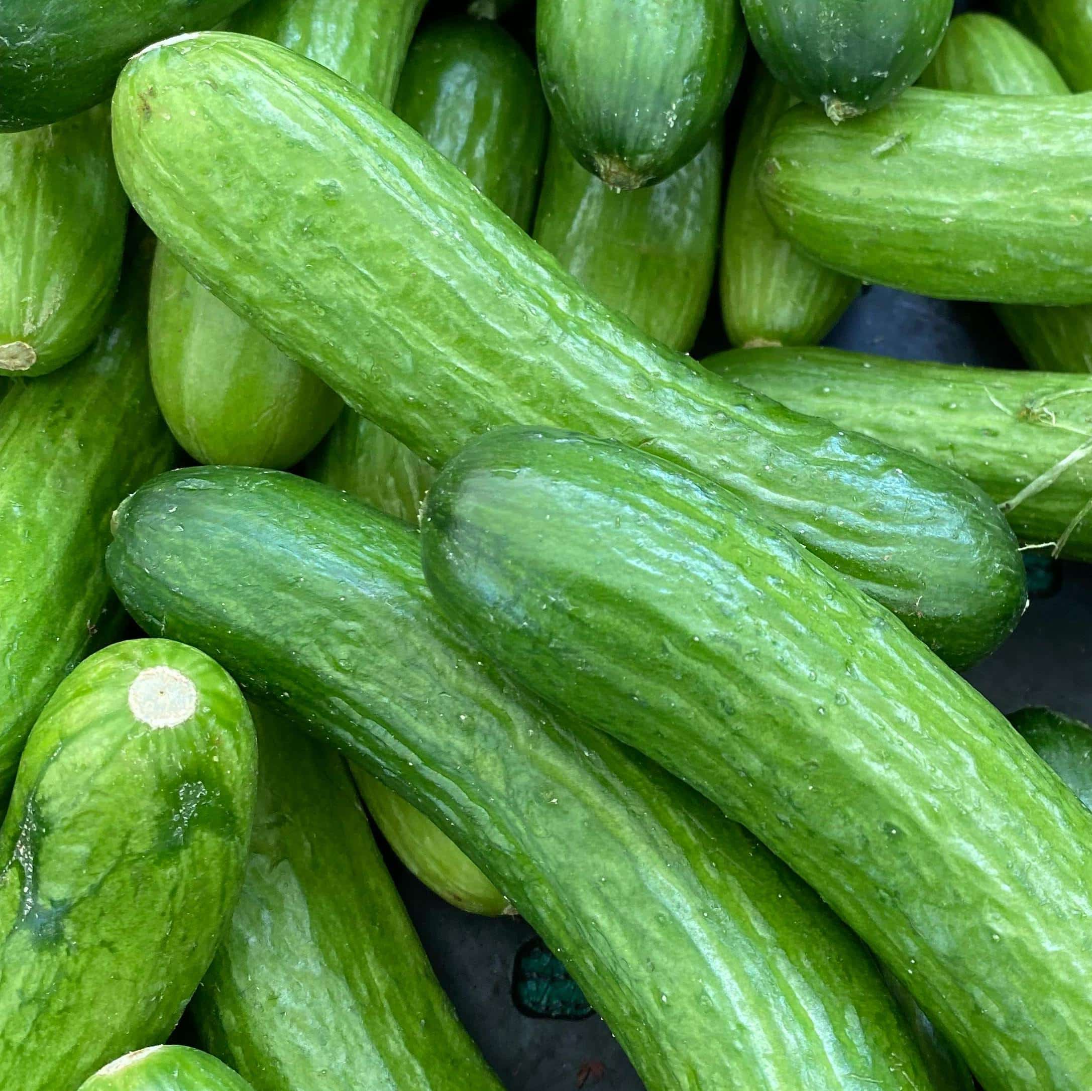 Graines de Concombre Vert Long Maraicher Bio