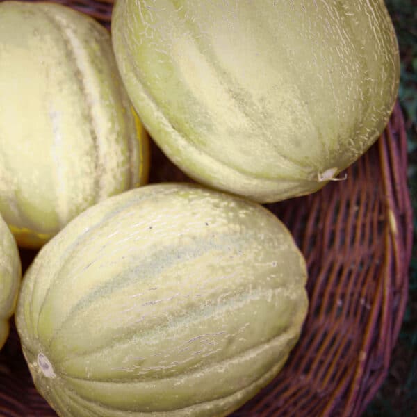 Graines de Melon Ancienne Vieille France Bio