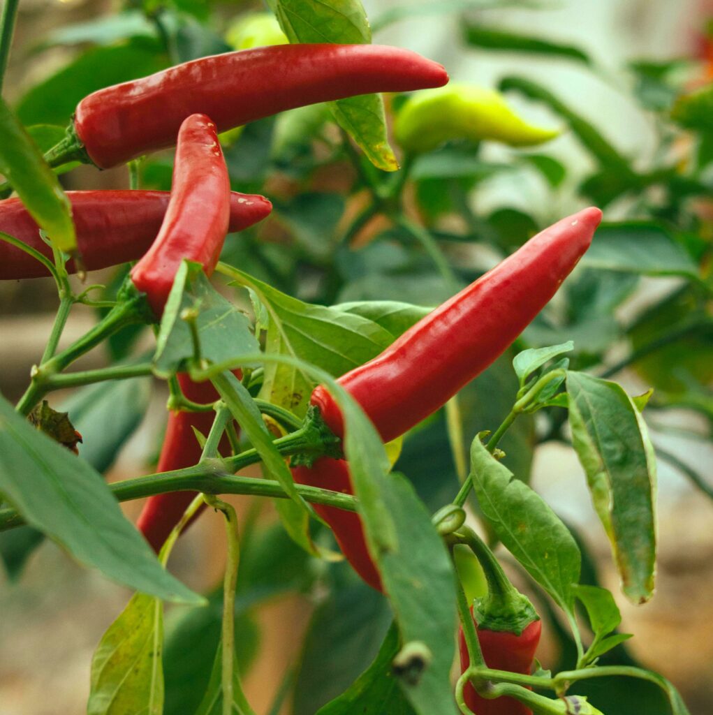 piment de cayenne provenant de graines respectueuses de l'environnement et de votre santé.