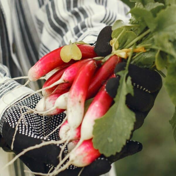 Graines de Radis French Breakfast Bio