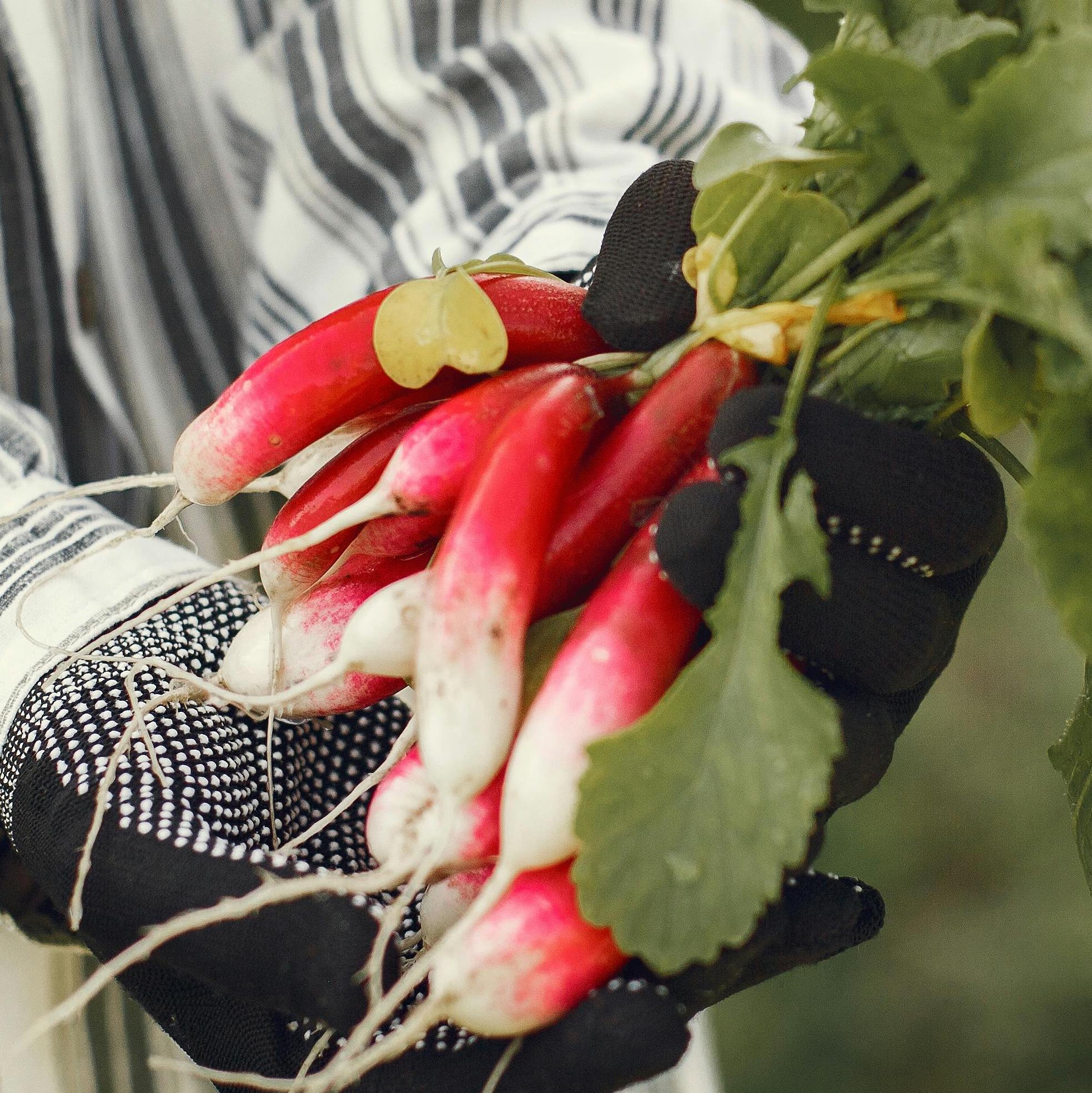 Graines de Radis French Breakfast Bio