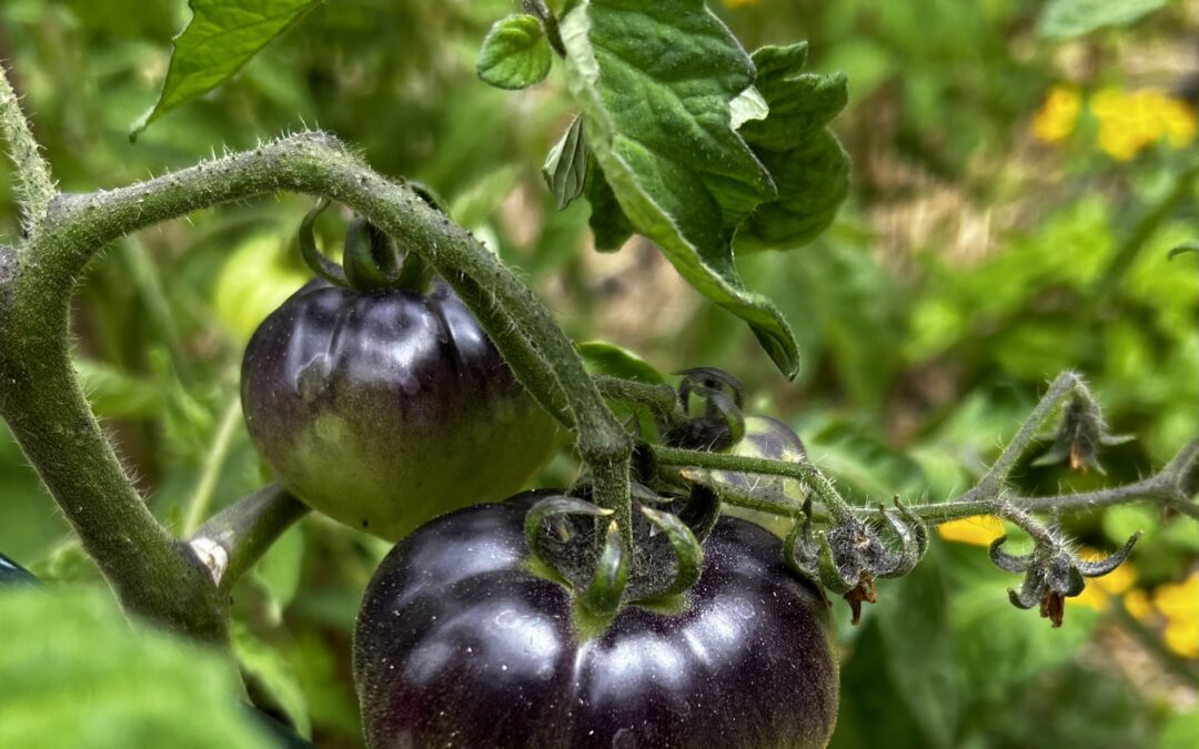 fruit de tomates bosque blue