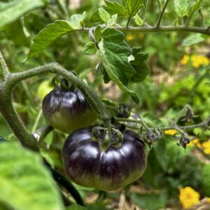 Mamahele a testé pour vous : La tomate Bosque Blue, une tomate bleue