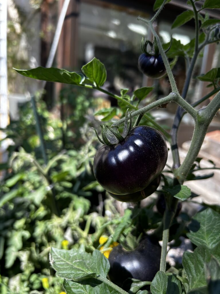 pied de tomate bleue permaculture