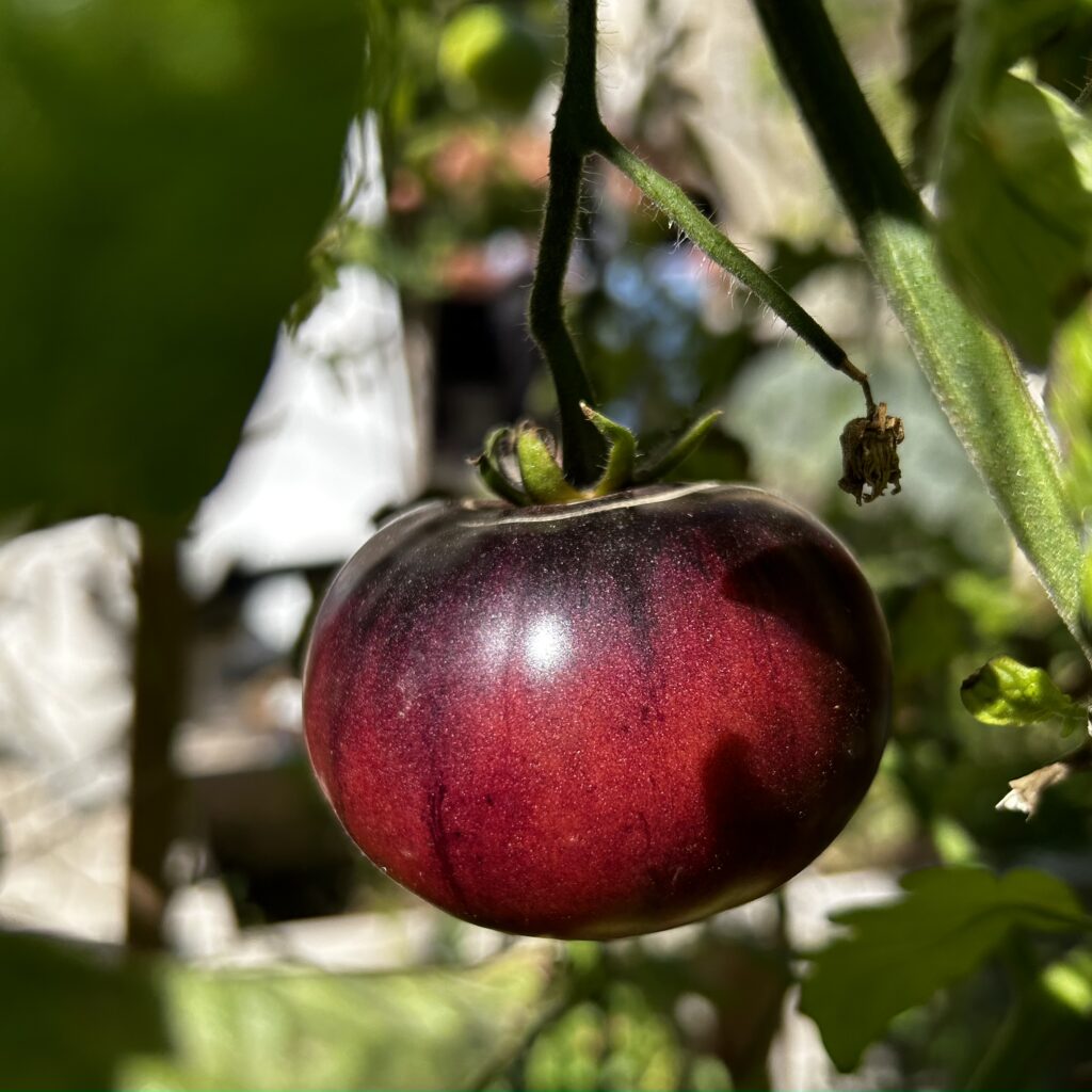 tomates bosque blue mature