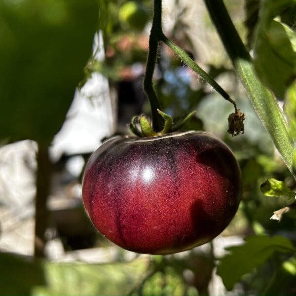 Graines de Tomate Bosque Blue Bio