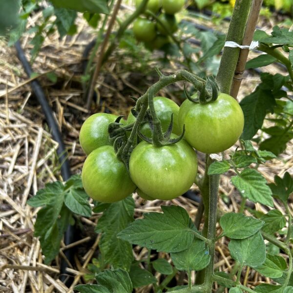 Graines de Tomates Saint-Pierre Bio