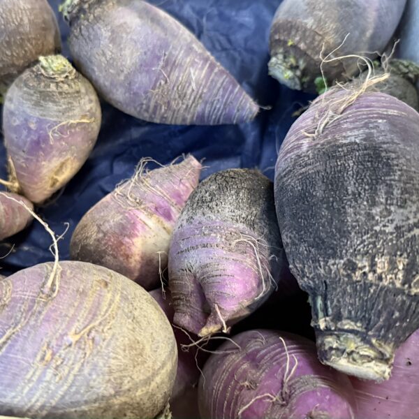 Graines de Radis Bleu d'Automne et d'Hiver
