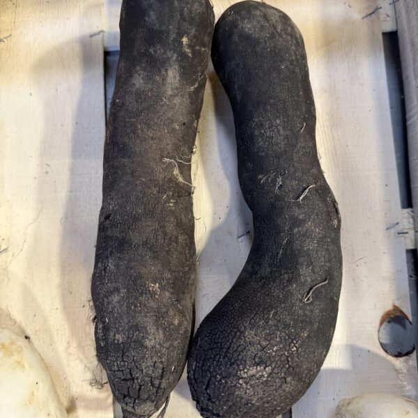 graine de radis noir long - graine de légumes racines - mamahele