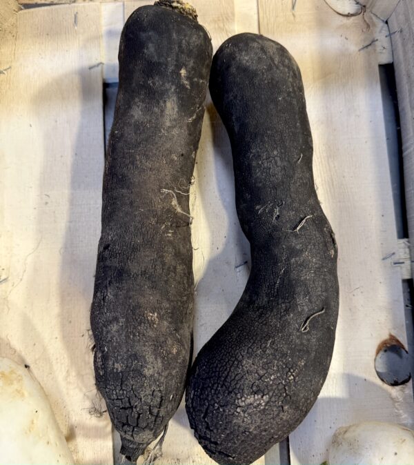 Graines de Radis Long Noir
