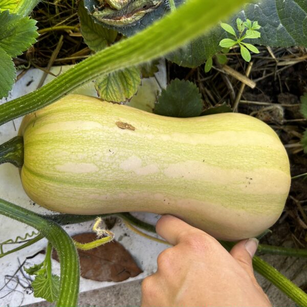 Graines de Musquee Butternut Bio