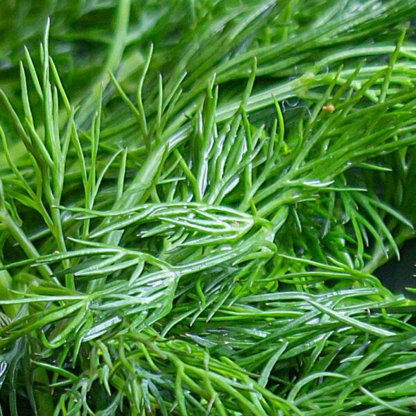 Graines de Aneth Bio