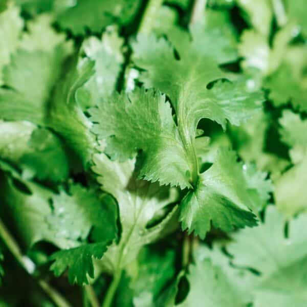 Graines de Coriandre Bio