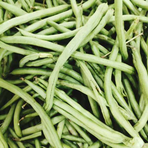 Graines de Haricots Neckarkonigin Bio