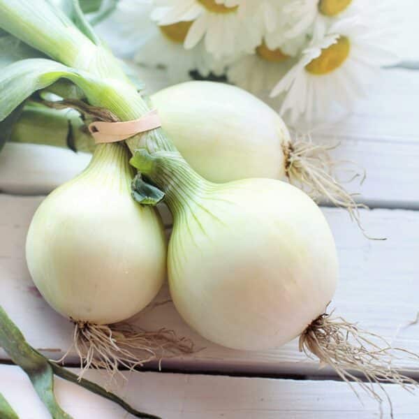 Graines d'Oignon Primeur Bio