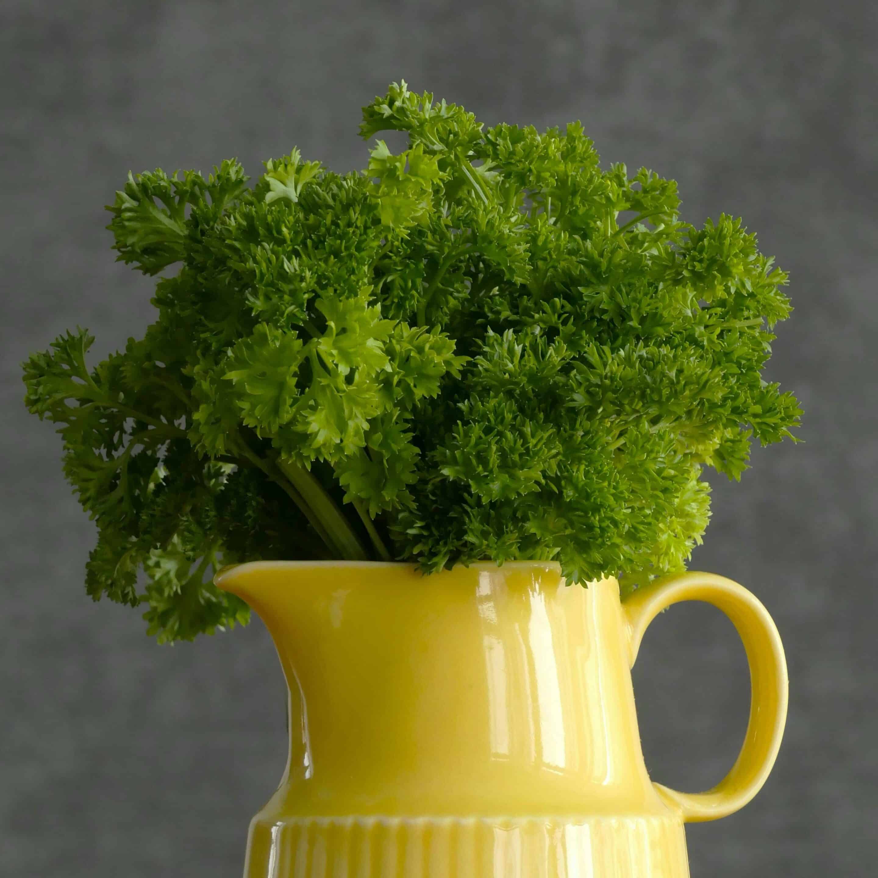 Graines de Persil Frisé Vert Foncé Bio