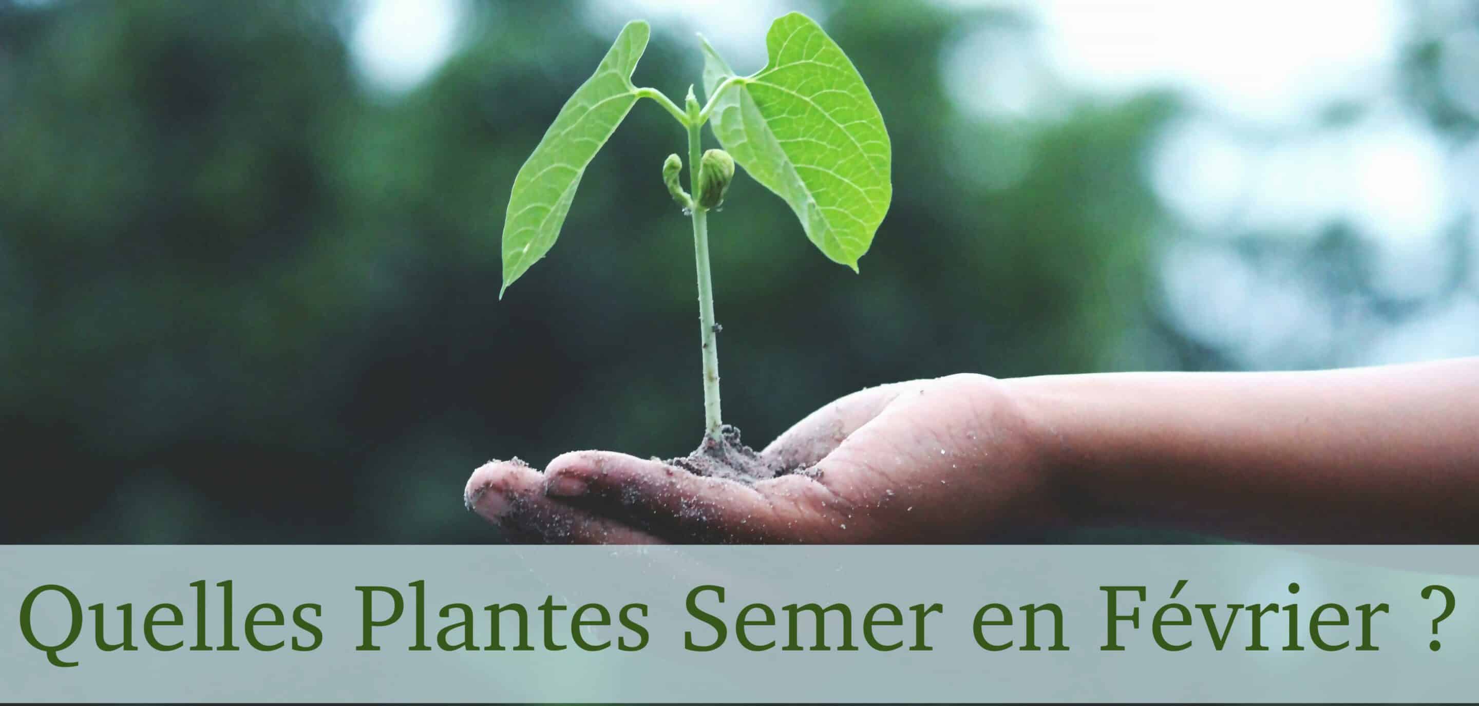 Quelles plantes semer en février ?