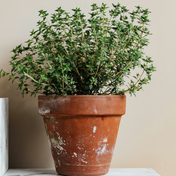 Graines de Thym d'Hiver Bio