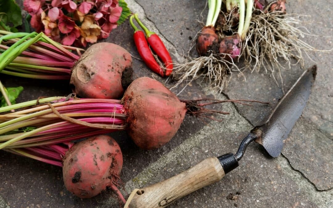 Aménager son potager en permaculture