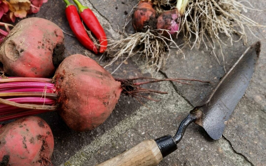 aménager son potager en permaculture