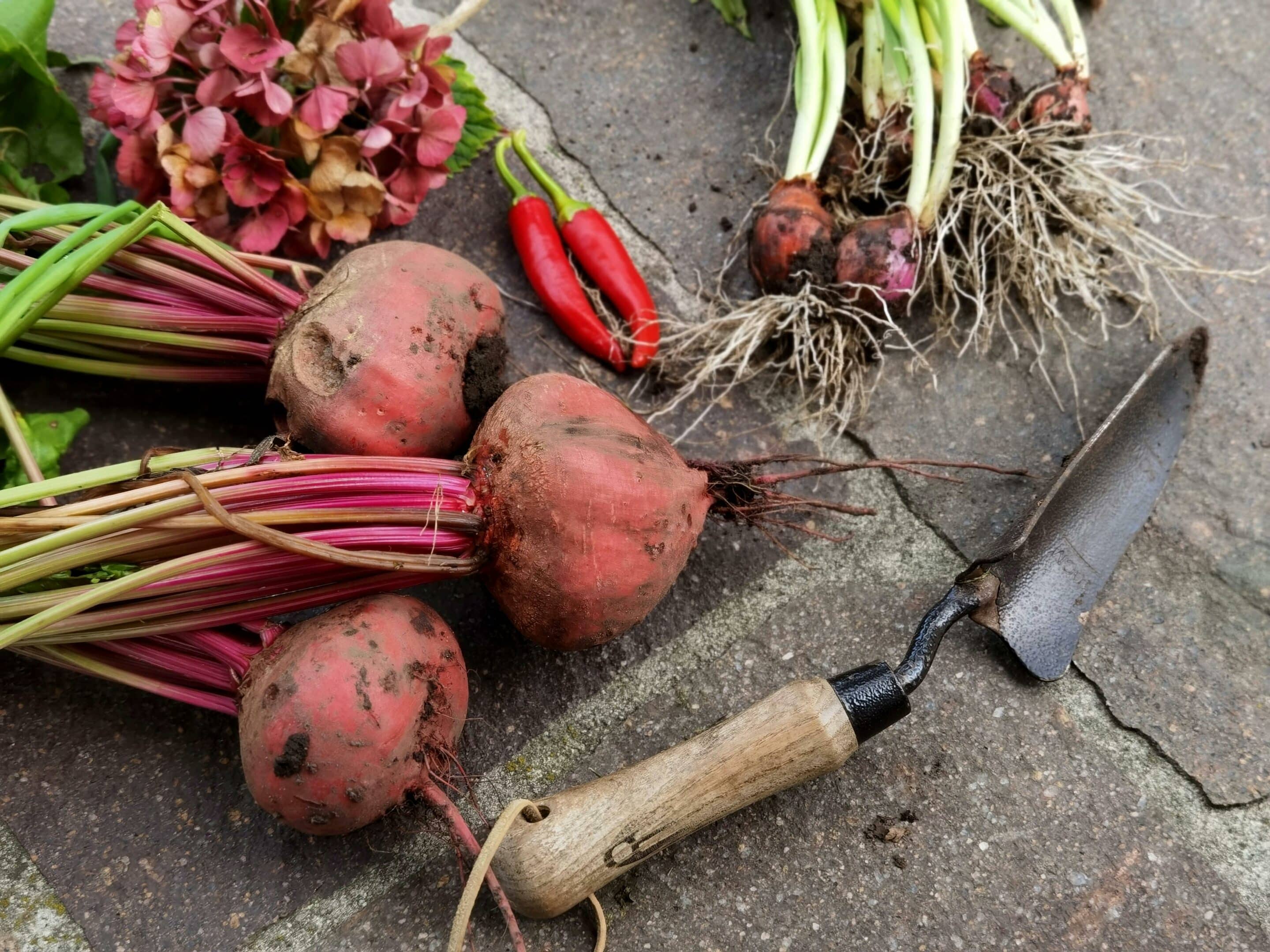 Aménager son potager en permaculture