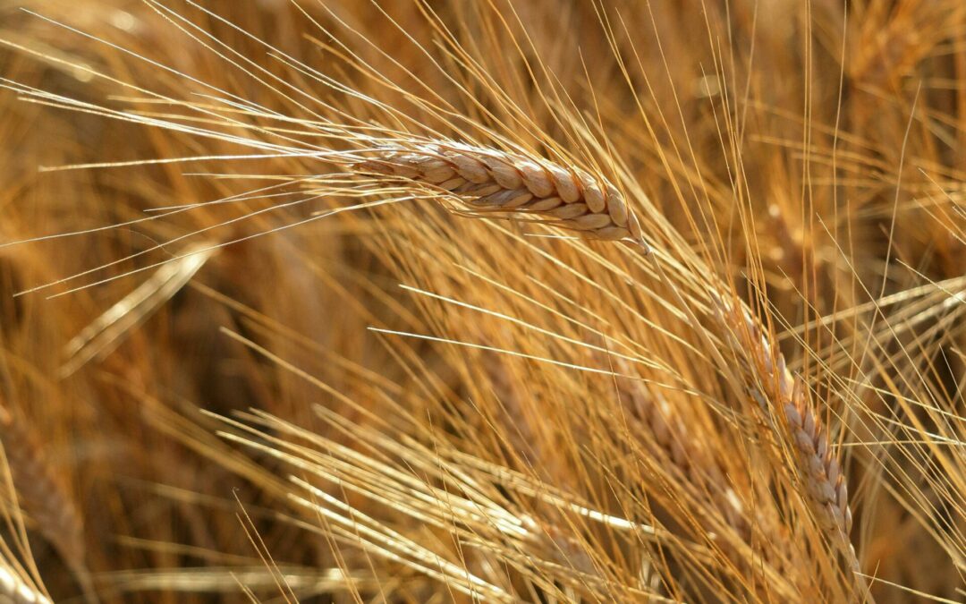 Pourquoi et comment pailler son potager ?