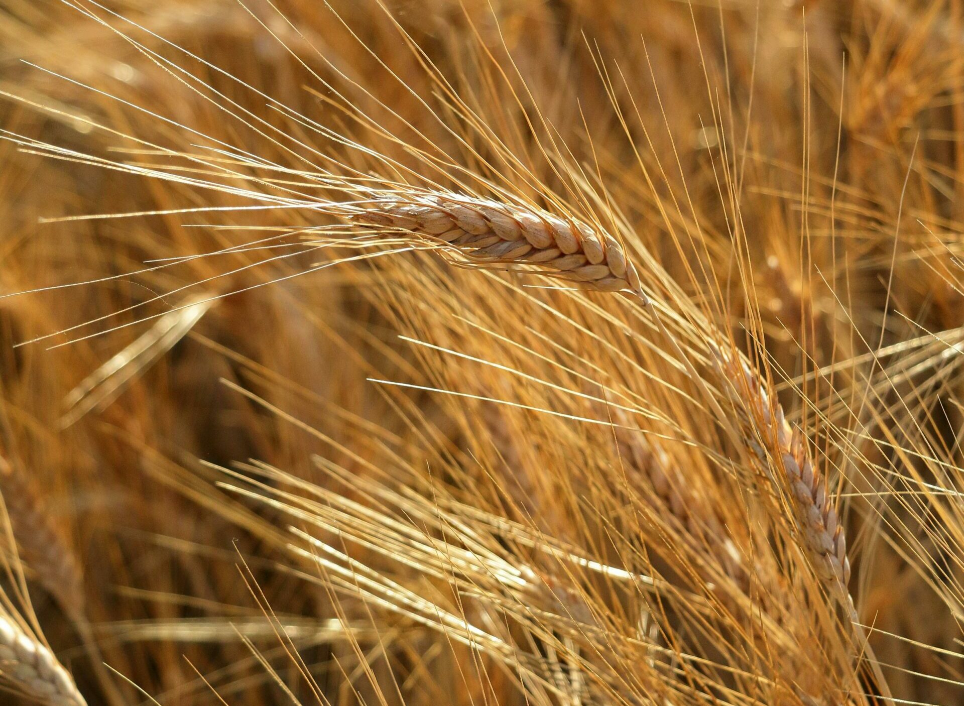 Pourquoi et comment pailler son potager ?