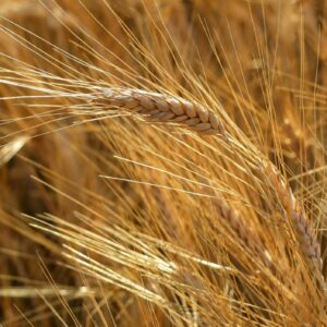 Pourquoi et comment pailler son potager ?
