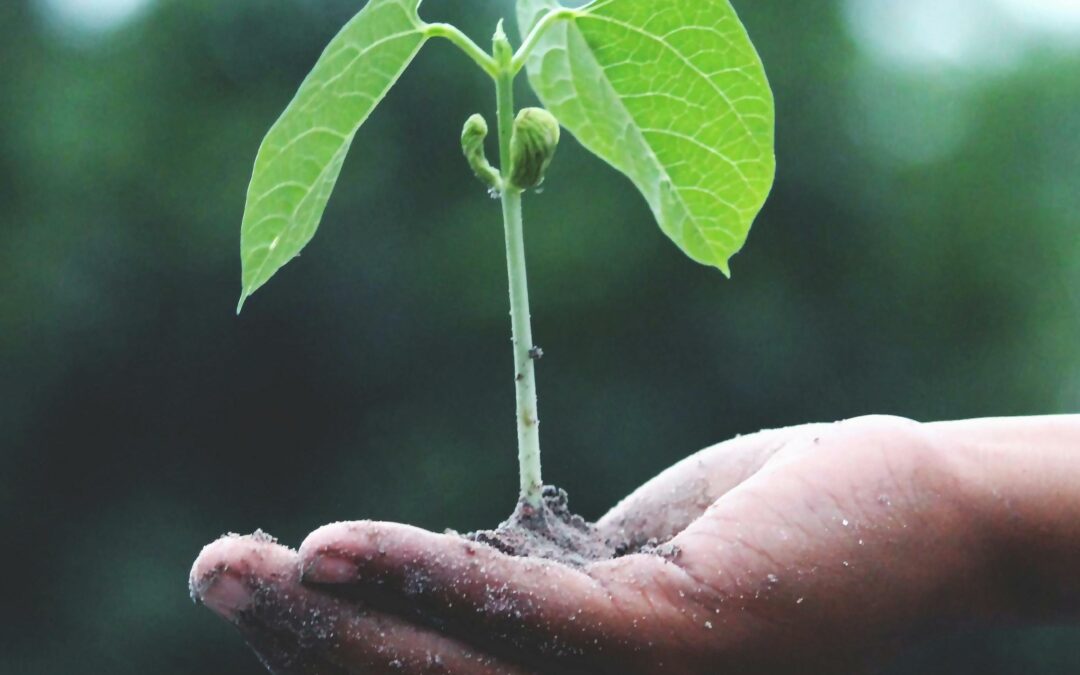 planter et semer au mois de février au potager