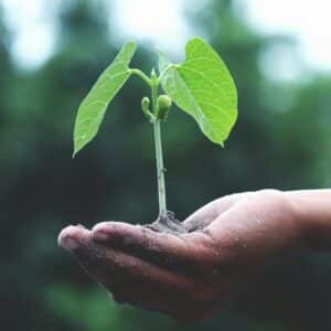 Quelles plantes semer en février ?