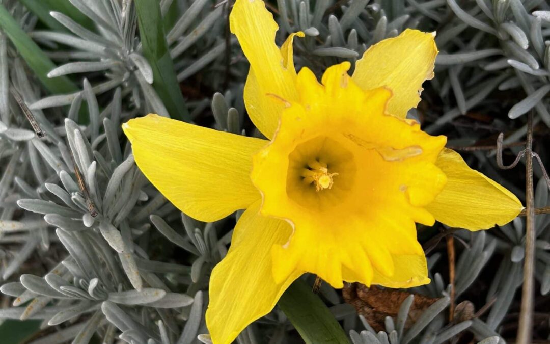 planter et semer au potager au mois de mars