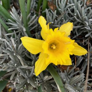 Quelles plantes semer en mars ?