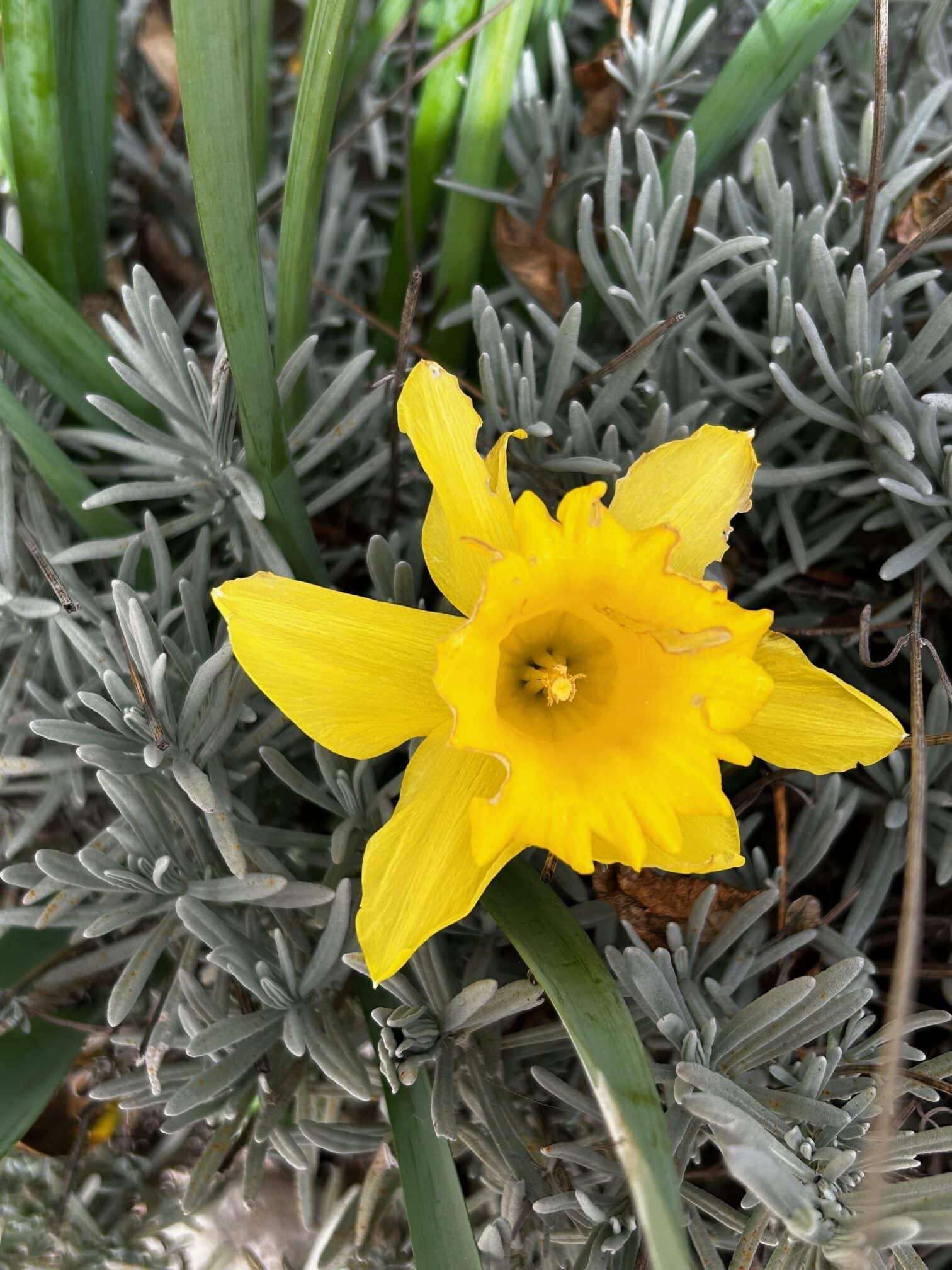 Quelles plantes semer en mars ?
