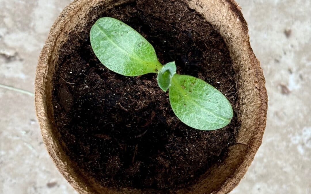 Quelles plantes semer en avril ?