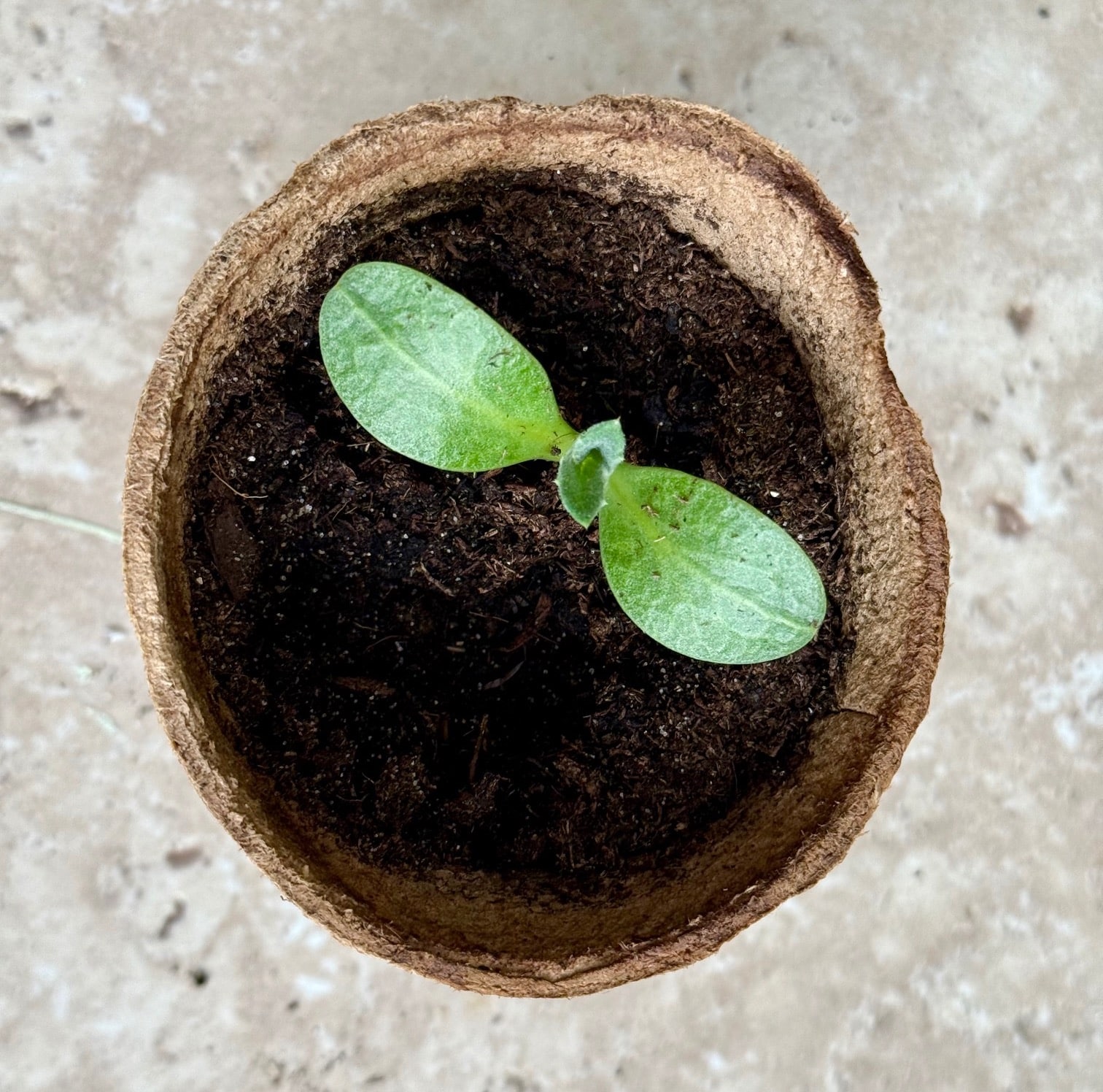 Quelles plantes semer en avril ?
