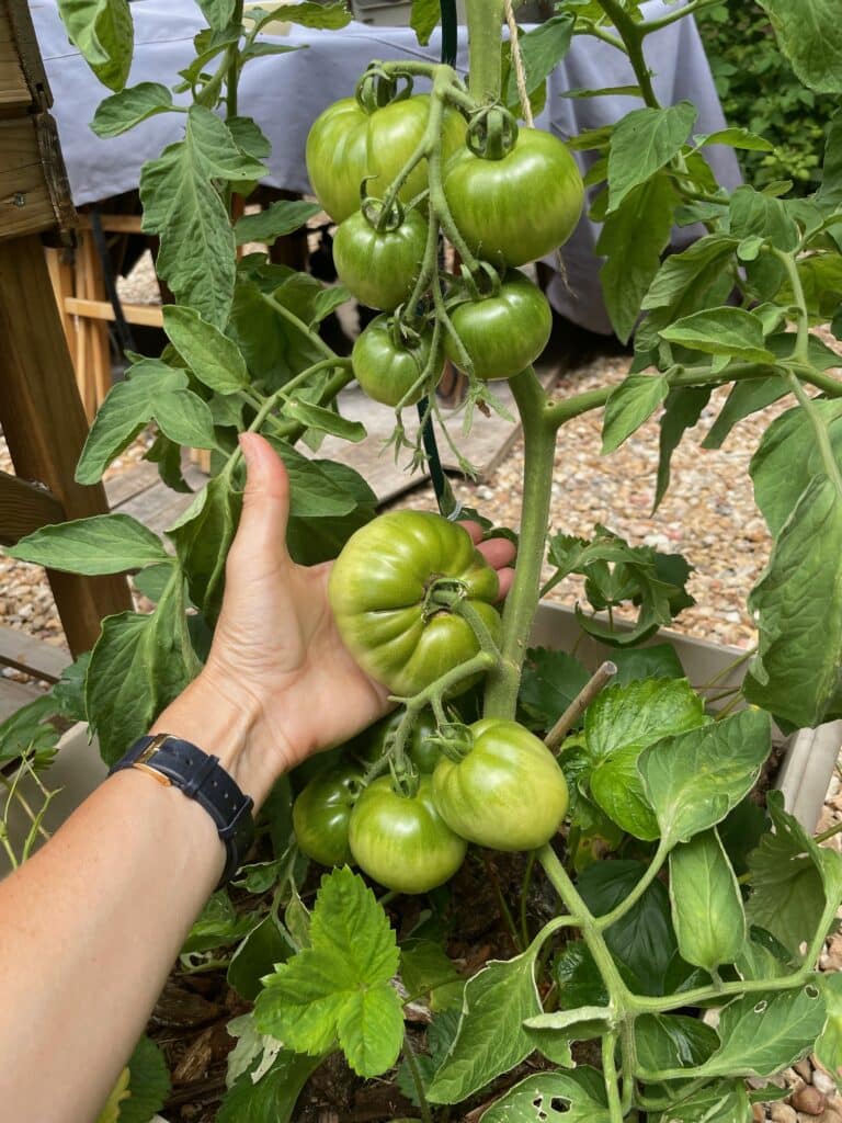 rendement de pieds de tomates bleues (permaculture)
