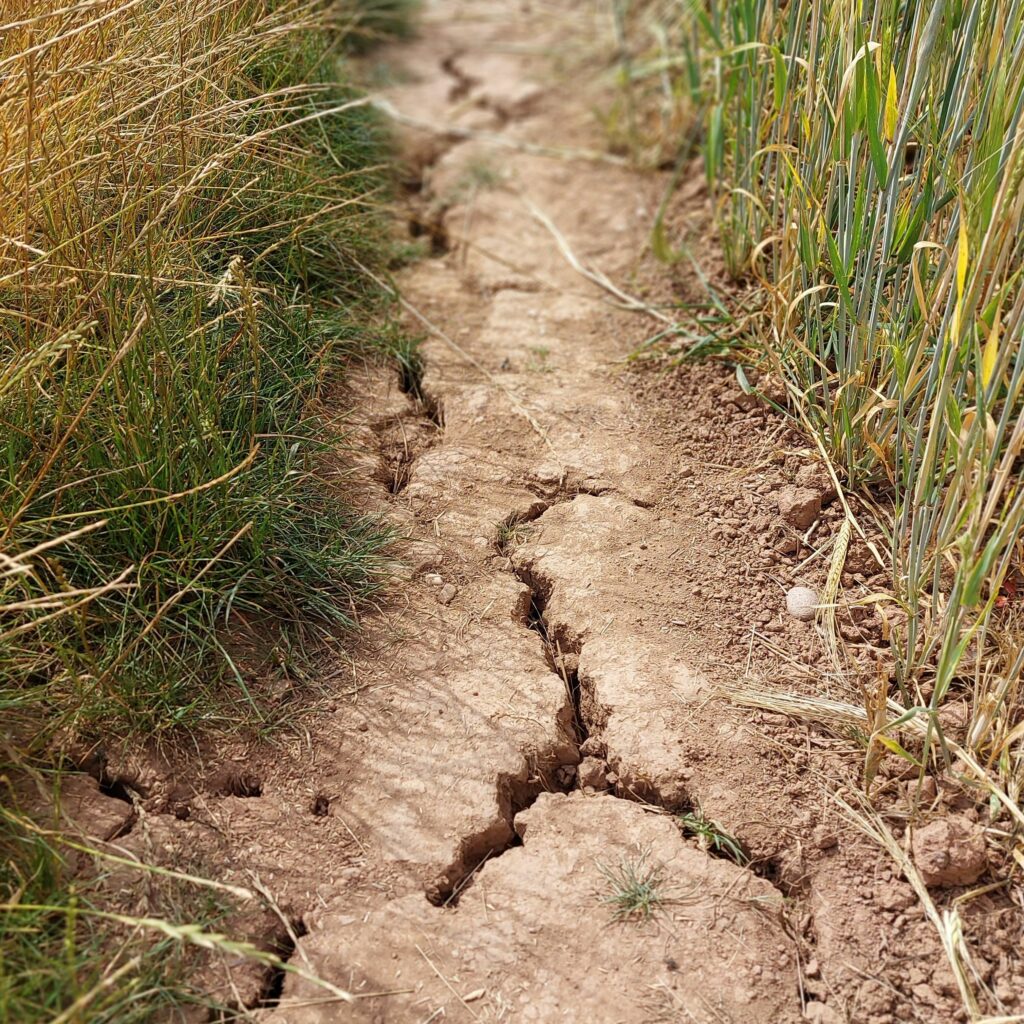 sécheresse au jardin : craquelure dans le sol, comment gérer ?