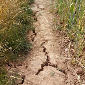 Orages et sécheresses : comment gérer le réchauffement climatique au jardin ?