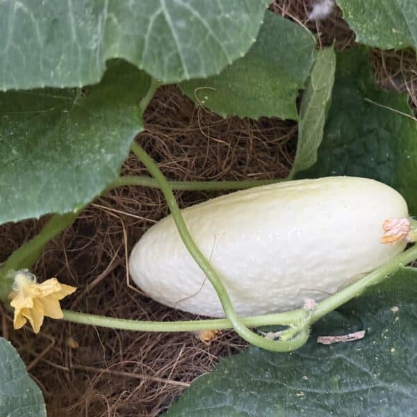 photographie d'un concombre blanc long - graine de légumes fruits - mamahele