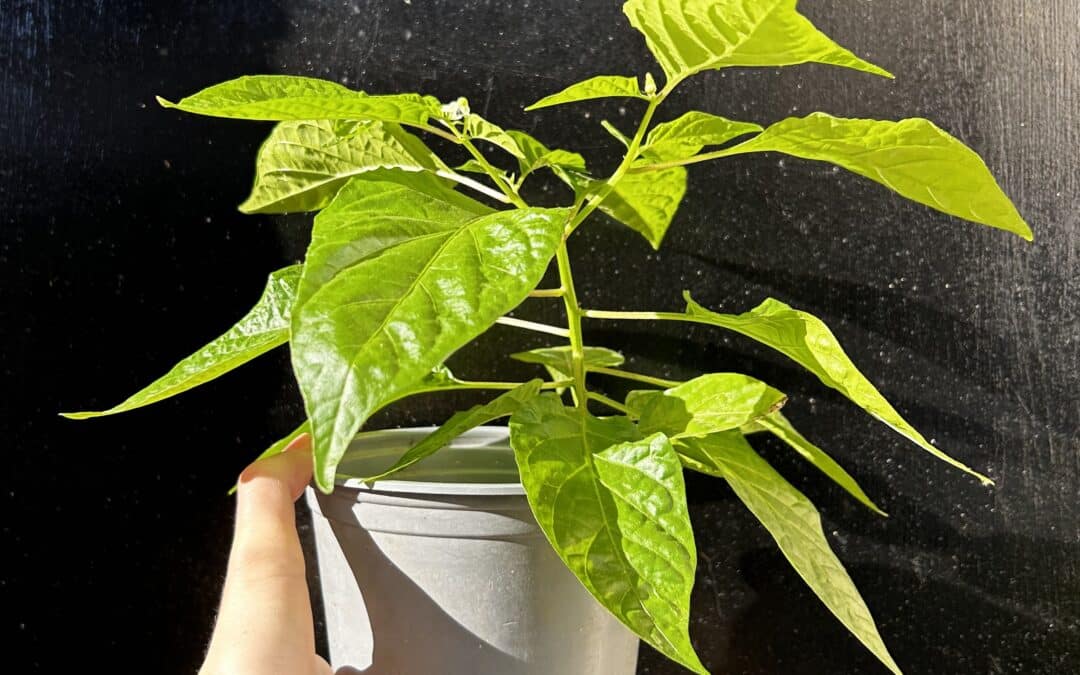 plant dans un pot à planter en juin